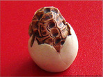 Naissance d'une Tortue -- 12/11/07