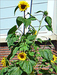 Tournesol de Septembre -- 24/09/08