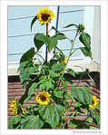 Tournesol de septembre -- 24/09/08