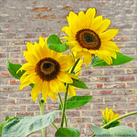 Les coeurs vers le soleil -- 09/09/09