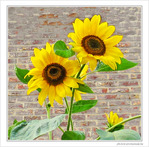 Les coeurs vers le soleil -- 09/09/09
