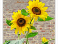 Les coeurs vers le soleil -- 09/09/09