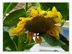 Soleil � l'ombre -- 12/09/09