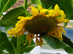 Soleil � l'ombre -- 12/09/09