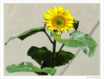 Mur au Soleil -- 19/09/09