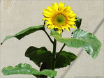 Mur au Soleil -- 19/09/09