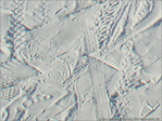 Hi�roglyphes�? -- 08/11/07