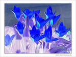 Etre ou ne pas �tre fleur bleue�? -- 02/03/07
