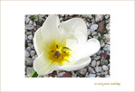 Blanche floraison -- 26/04/09