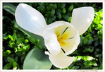 Tulipe à hélice