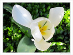 Tulipe � h�lice -- 18/06/10