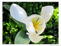 Tulipe � h�lice -- 18/06/10