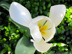 Tulipe � h�lice