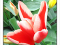 Fleur de feu -2- -- 07/06/10