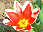 Fleur de feu -1- -- 21/06/09