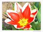 Fleur de feu -- 21/06/09