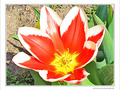 Fleur de feu -1- -- 21/06/09