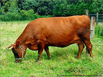 Oh la vache�! -- 21/08/08