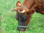 Marguerite et p�querettes -- 24/08/08