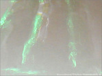 Spectre�? -- 26/05/07