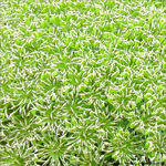 �toiles sur Vert -- 28/09/09