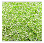 �toiles sur vert -- 28/09/09