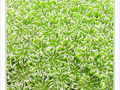 �toiles sur vert -- 28/09/09
