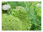 Vert douceur -- 29/09/09