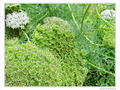 Vert douceur -- 29/09/09